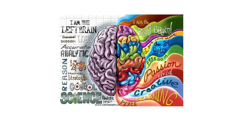 Learning and the Brain - Facts & Tips – Trainers Warehouse