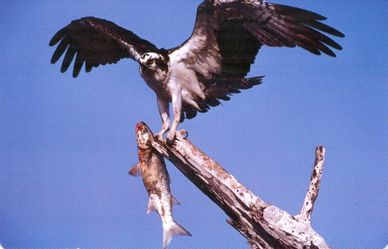 Visual Explorer Kit; card image