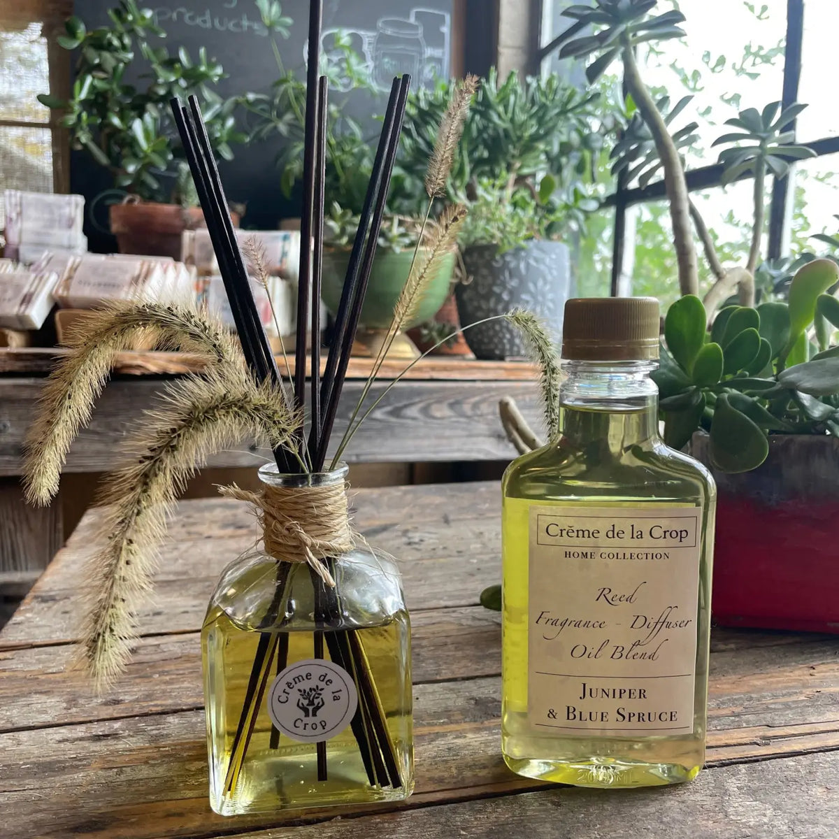 Reed Fragrance - Diffuser Starter Kit - Juniper & Blue Spruce - Trainers Warehouse