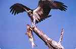 Visual Explorer Kit; card image